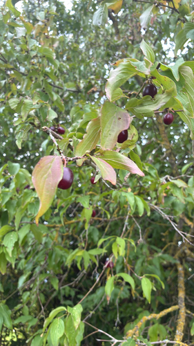 Cornelian cherry