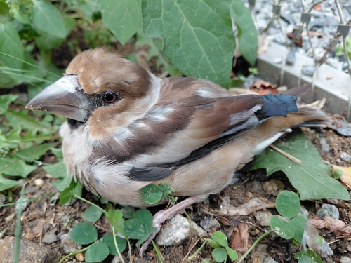 Hawfinch
