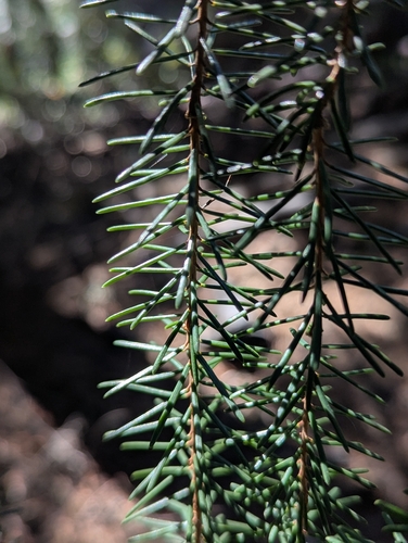 Brewer's spruce
