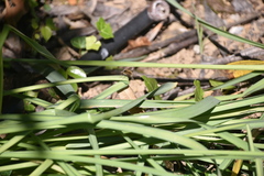 Bombylius fimbriatus