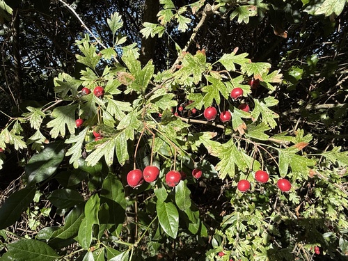 common hawthorn