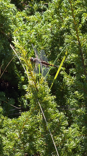 Black Saddlebags