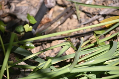 Bombylius fimbriatus