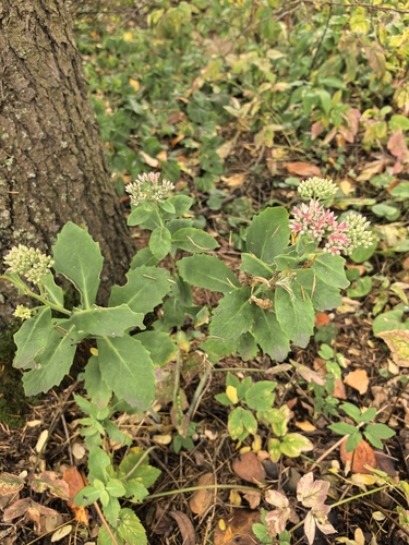 Orpine