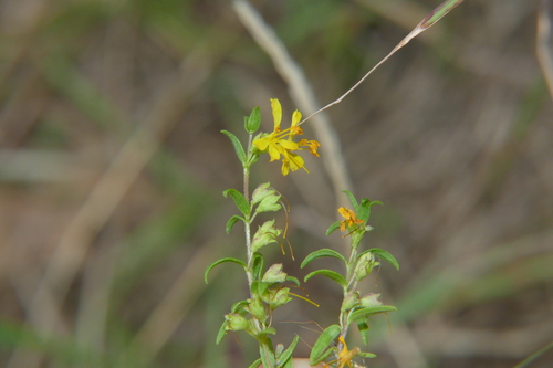 Yellow Odontites