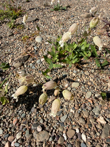 bladder campion