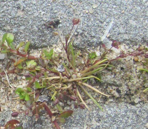 Annual pearlwort (Sagina apetala)