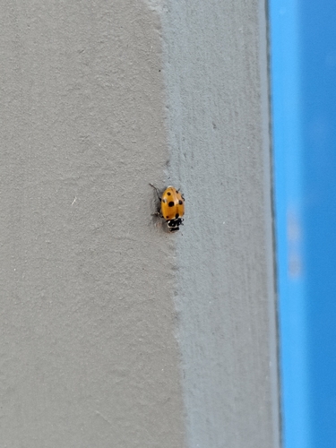 Variegated Lady Beetle