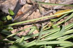 Bombylius fimbriatus