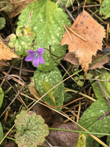 Spreading Bellflower
