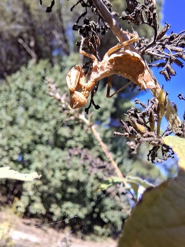 European Dwarf Mantis