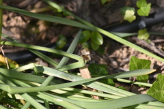 Bombylius fimbriatus