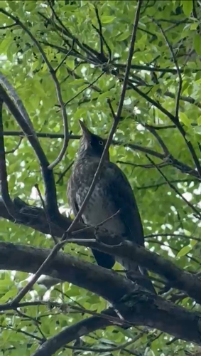 Pearly-eyed Thrasher