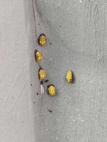 22-spot Ladybird