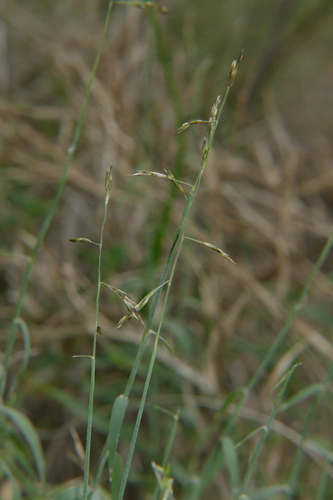 Cleistogenes serotina, 2026-09-23