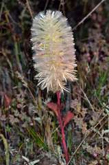 Ptilotus nobilis