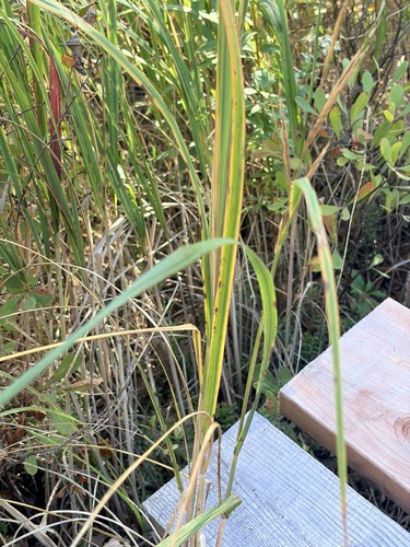prairie cordgrass