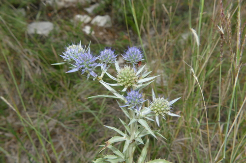Italian Eryngo