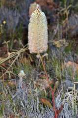 Ptilotus nobilis