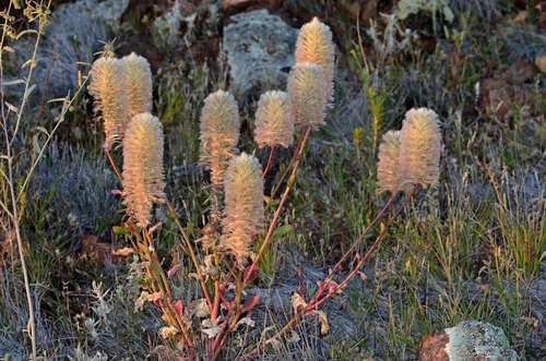 Image of Ptilotus nobilis by (c) Chris Lindorff, some rights reserved (CC BY)