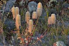 Ptilotus nobilis