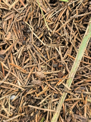 rufa-group Wood Ants