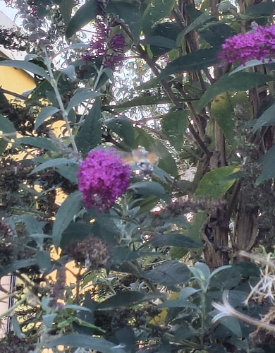 Eurasian Hummingbird Hawkmoth