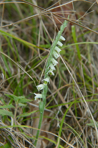 Autumn Ladies' Tresses