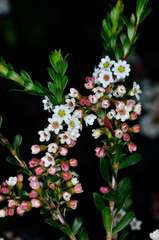 Thryptomene calycina