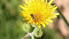 Toxomerus marginatus