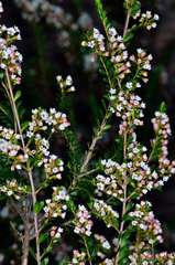 Thryptomene calycina