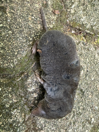 Northern Short-tailed Shrew