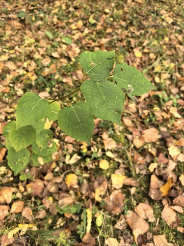 European aspen