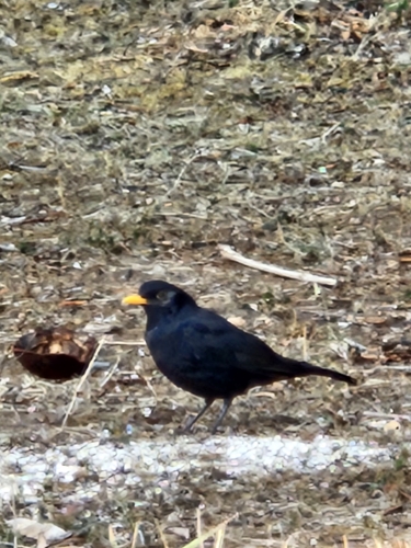 Eurasian Blackbird
