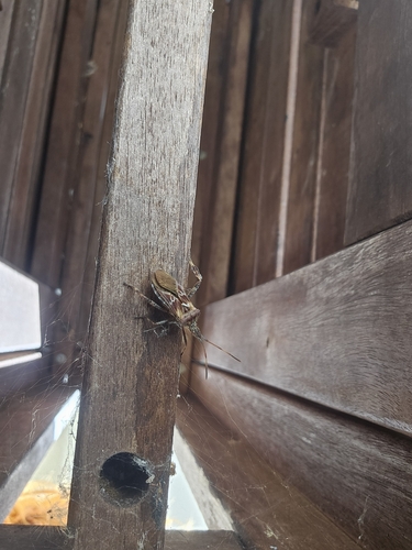 Western Conifer Seed Bug