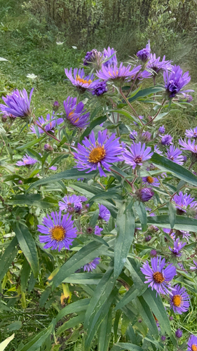 New England aster