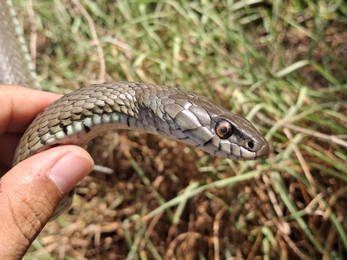 Iberian Grass Snake