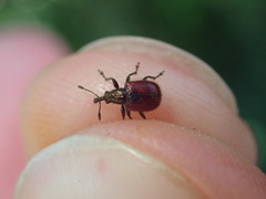 Tatianaerhynchites aequatus