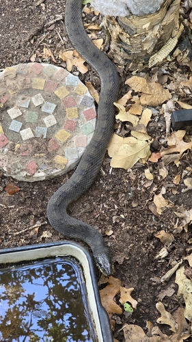 Plain-bellied Watersnake