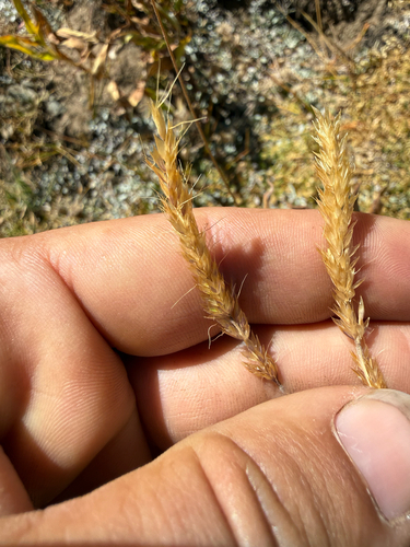 Koeleria spicata observed 2026-09-19