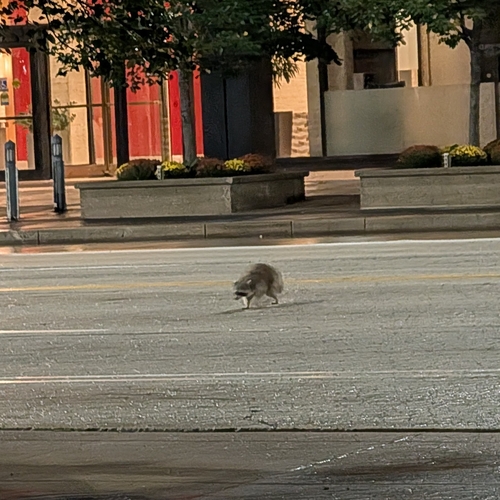 Common Raccoon