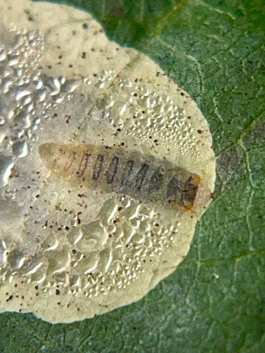 Poison Ivy Leaf-miner Moth