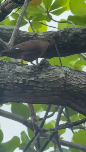 Zenaida Dove