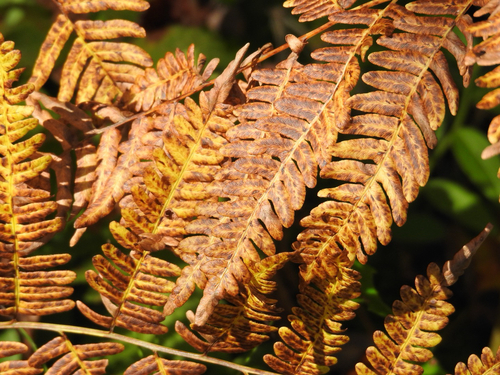 common bracken