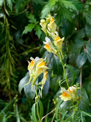 common toadflax