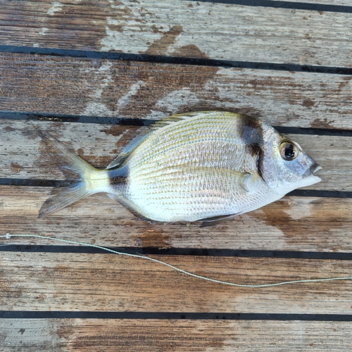 Common Two-banded Seabream