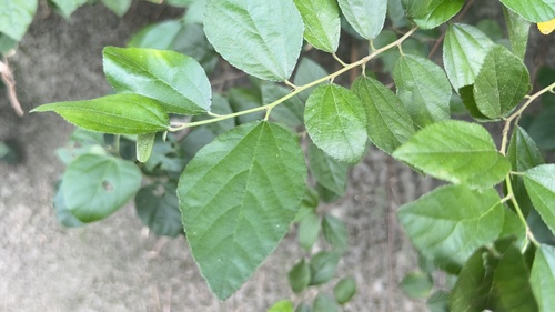 Grewia rhombifolia observed 2026-09-22