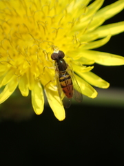 Toxomerus marginatus