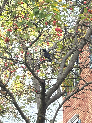 Common Grackle