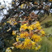 Gynoxys buxifolia - Photo (c) pablo_coronado1997, some rights reserved (CC BY-NC), uploaded by pablo_coronado1997